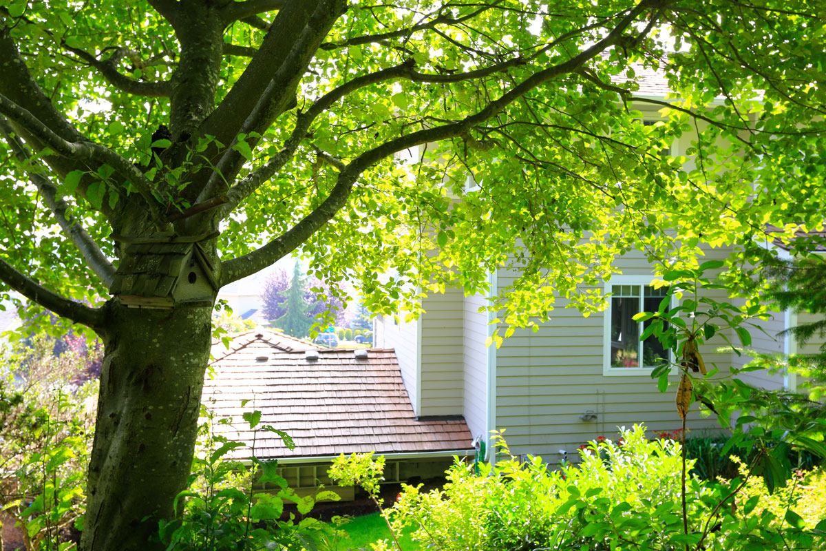 Unshading-the-Shaded-How-Trees-Can-Damage-Your-Roofing-System-in-Dallas-TX