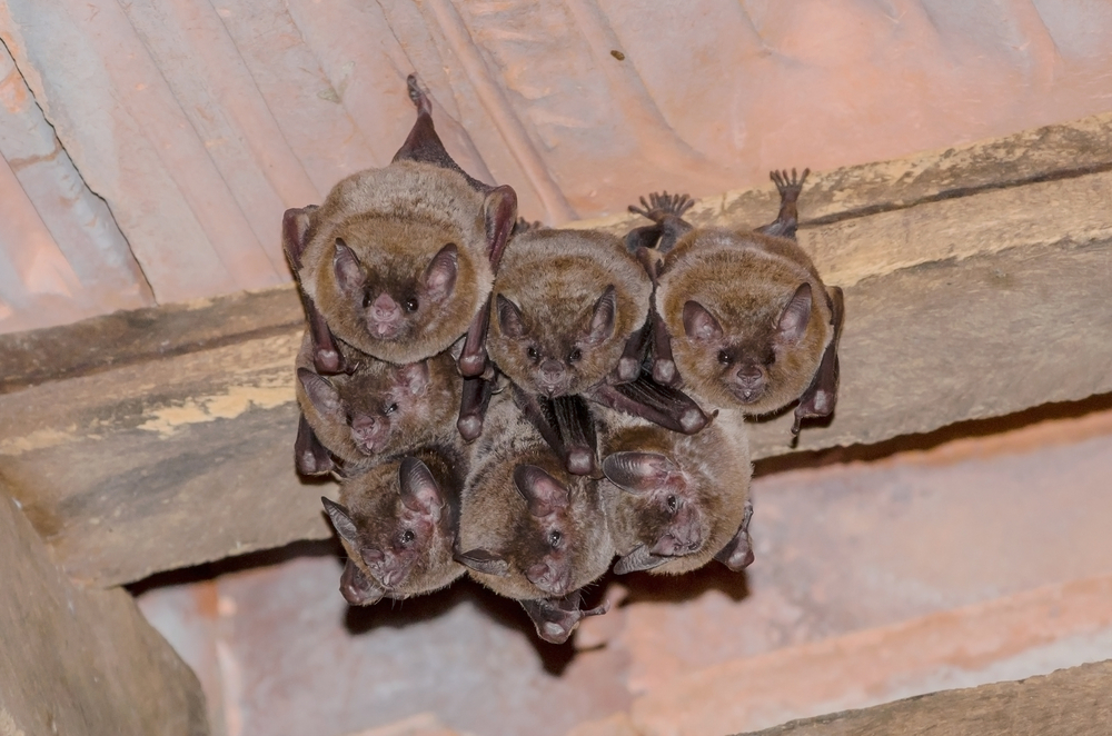Animals That Ruin a Residential Roof