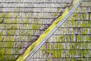 Are-You-Confusing-Roof-Mold-with-Algae-in-Irving-TX